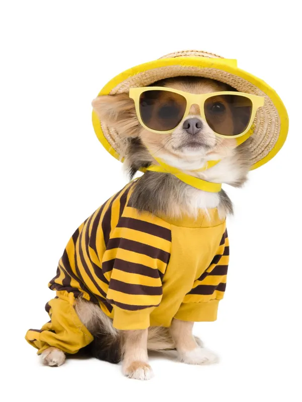 Hachi Dog Grooming  and Boutique Kendall