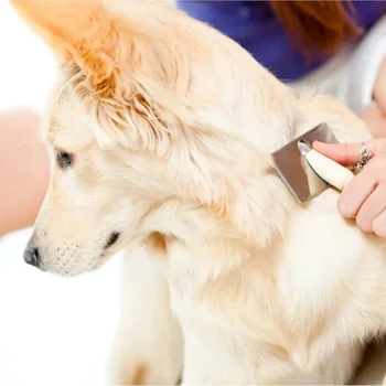 HOME 6 dog deshedding kendall fl