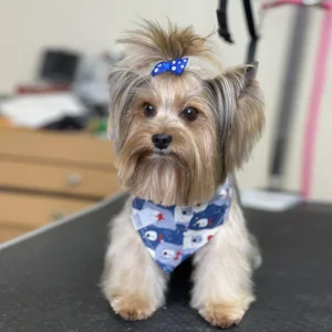 HOME 5 yorkie dog grooming kendall